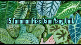 Bikin Pangling! 15 Tanaman Hias Daun Eksotis yang Bikin Rumah Mewah Berkelas