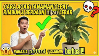 Trik Ajaib Bikin Daun Hijau Royo-Royo: Musnahkan Daun Hias Pucat Kusam Selamanya!