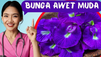 Bunga Telang Bukan Sekadar Pewarna, Ini Deretan Manfaat Kesehatan yang Mengejutkan