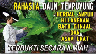 Batu Ginjal Ambyar! Trik Rebusan Daun Tempuyung Biar Saluran Kemih Gak Rawan Mampet Mendadak