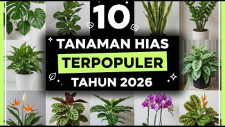Bikin Iri Tetangga! Daftar Tanaman Hias Populer Biar Dekorasi Rumah Gak Rawan Terlihat Membosankan