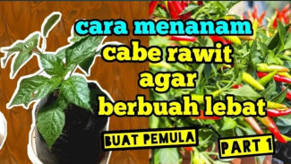 Rahasia Gila! Tips Tanaman Cabe Tumbuh Subur Biar Gak Gagal Panen Terus-terusan