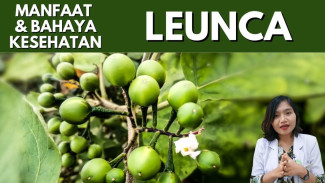 Leunca Superpower, Lalapan Enak yang Ternyata Bisa Lawan Kanker, Jaga Hati dan Otak