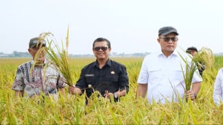 Panen Benih Padi Iradiasi di Subang, Inovasi BRIN Jawab Tantangan Krisis Pangan
