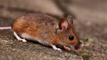 Mengusir Tikus