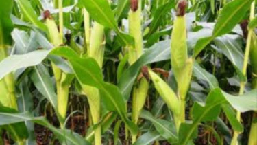Jagung Tongkol Banyak