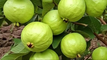 Jambu Kristal