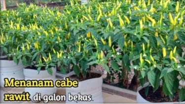 Cabai rawit di galon