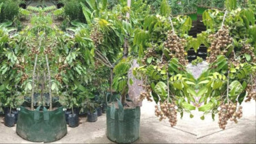 Pohon Kelengkeng Berbuah di Polybag