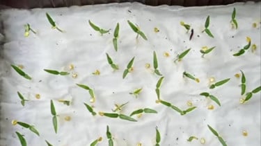 Bibit Cabai di Tisu