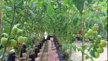 Pohon Tomat di Polybag