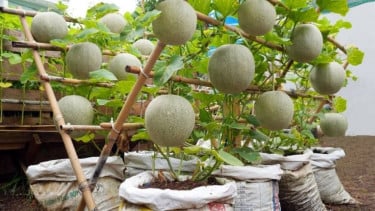 Tanaman melon