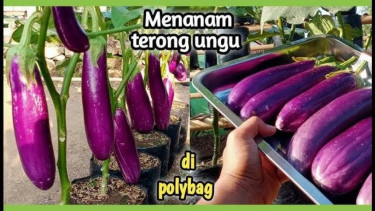 Cara Tepat Menanam Terong di Polybag Agar Berbuah Besar, Bikin Panen ...