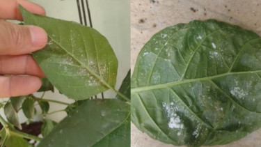 Kutu daun