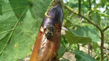 Buah Terong Busuk di Pohon