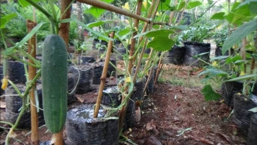 Tanaman Timun di Polybag