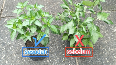Penyebab daun cabai keriting