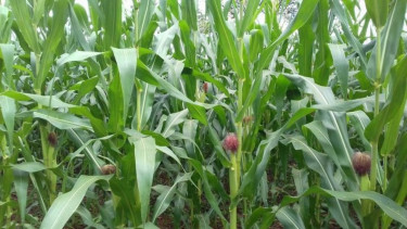 Jagung manis