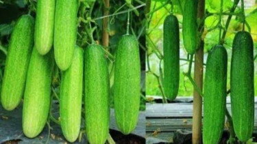 Buah Timun
