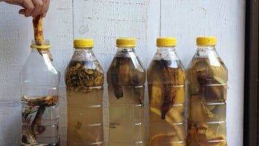 Rendaman Kulit Pisang