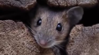 Tikus