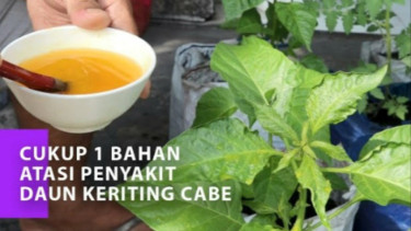 Daun cabe keriting diserang hama