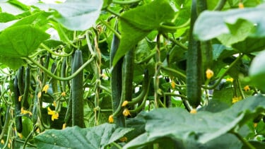 Penyemprotan Timun Sayur