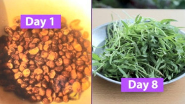 Microgreen kangkung
