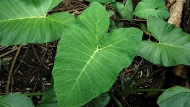 Pohon Talas (foto ilustrasi).