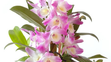 Tanaman Hias Anggrek Dendrobium