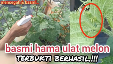 Cara membasmi hama