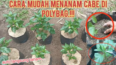 Cara menanam cabai di polybag