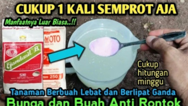 Bahan rahasia agar tanaman cepat berbuah