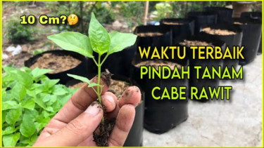 Bibit Cabai Rawit