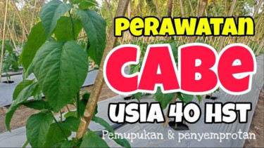 Perawatan Tanaman Cabai