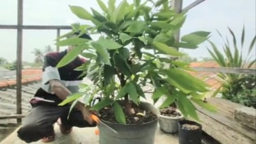 Bonsai jambu air