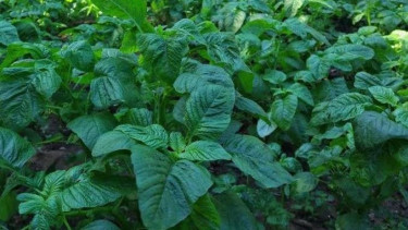 Tanaman Sayur Bayam