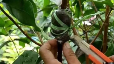 Mengcangkok Jambu