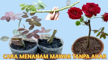 Cara Menanam Bunga Mawar dari Batang