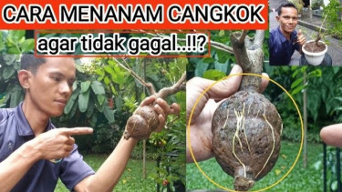 Cara menanam cangkok