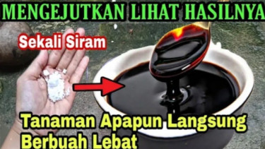 Bahan agar tanaman cepat berbuah