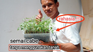 Menyemai cabai tanpa tanah