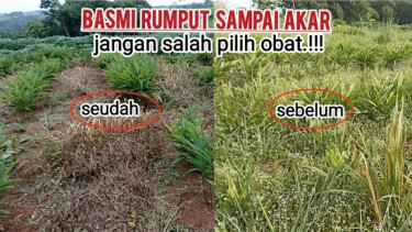 Cara basmi rumput gulma