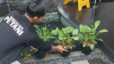 Menanam sawi di pot