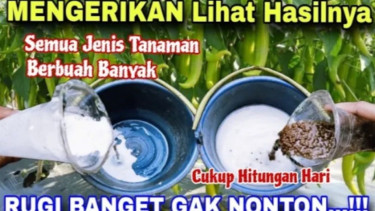 Bahan penyubur tanaman cabe panen melimpah