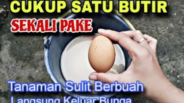 Bahan rahasia agar cabe subur berbuah lebat