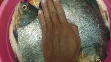 Ikan Bawal Jumbo (foto ilustrasi).