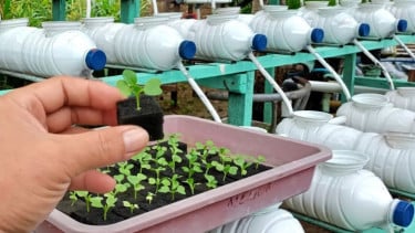Semai pakcoy pakai spons