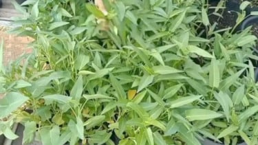 panen kangkung organik