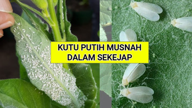 Kutu putih di tanaman